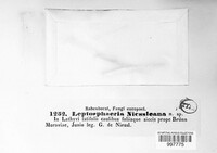 Entodesmium niesslianum image